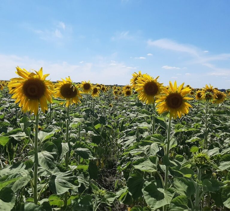 Sustainable agriculture