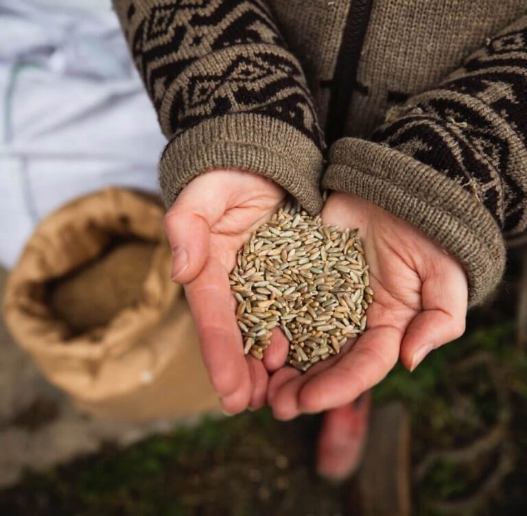 LoginEKO Gains EU Market Traction by Selling 170 Tonnes of Organic-certified Spelt