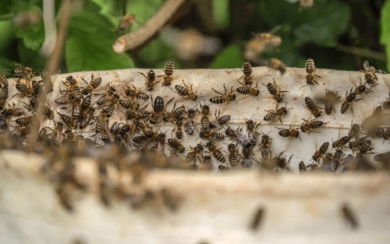 Picnics without Bugs? Be Careful What You Wish For!