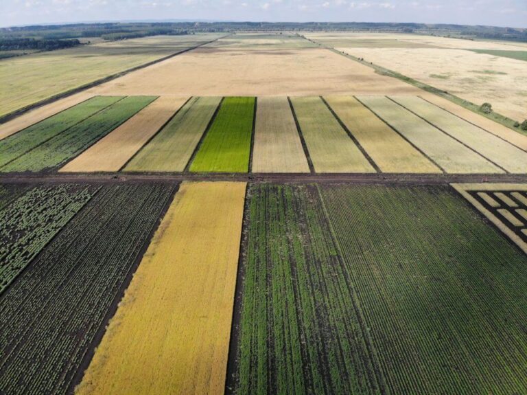 The role and significance of vegetable fertilization in soil preservation