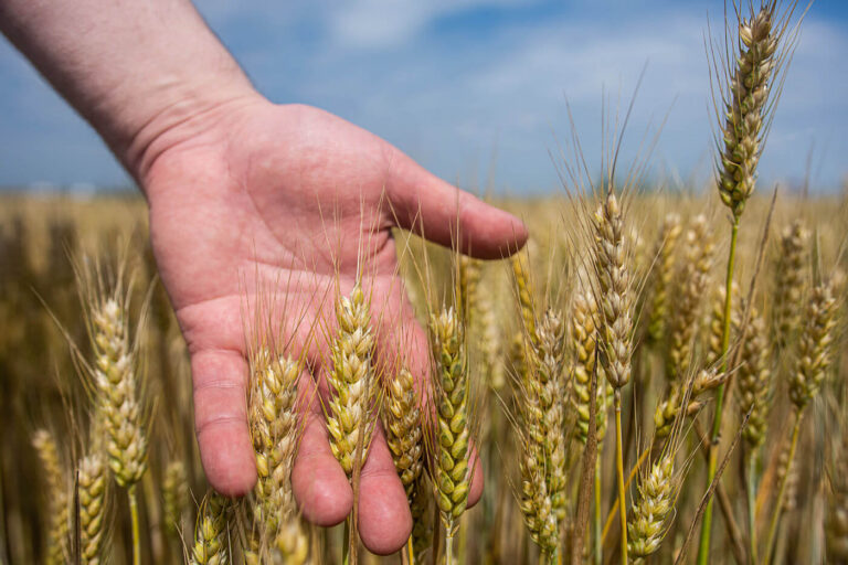 How Can Agriculture Improve the Air We Breathe Instead of Polluting It?