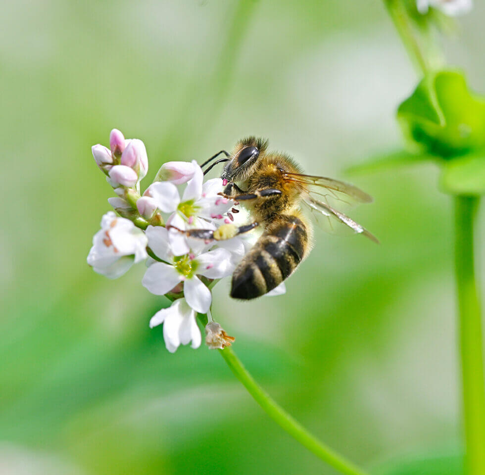 No bees, no buckwheat