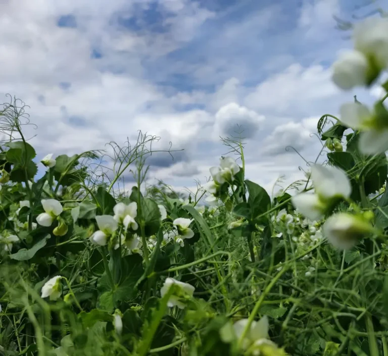 Enhancing Sustainability with Seeding Sunflowers into Cover Crop Peas