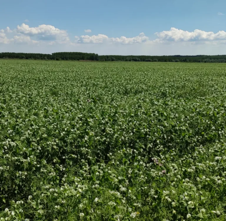 LoginEKO’s Experience with Optimal Seeding Rates for Cover Crops