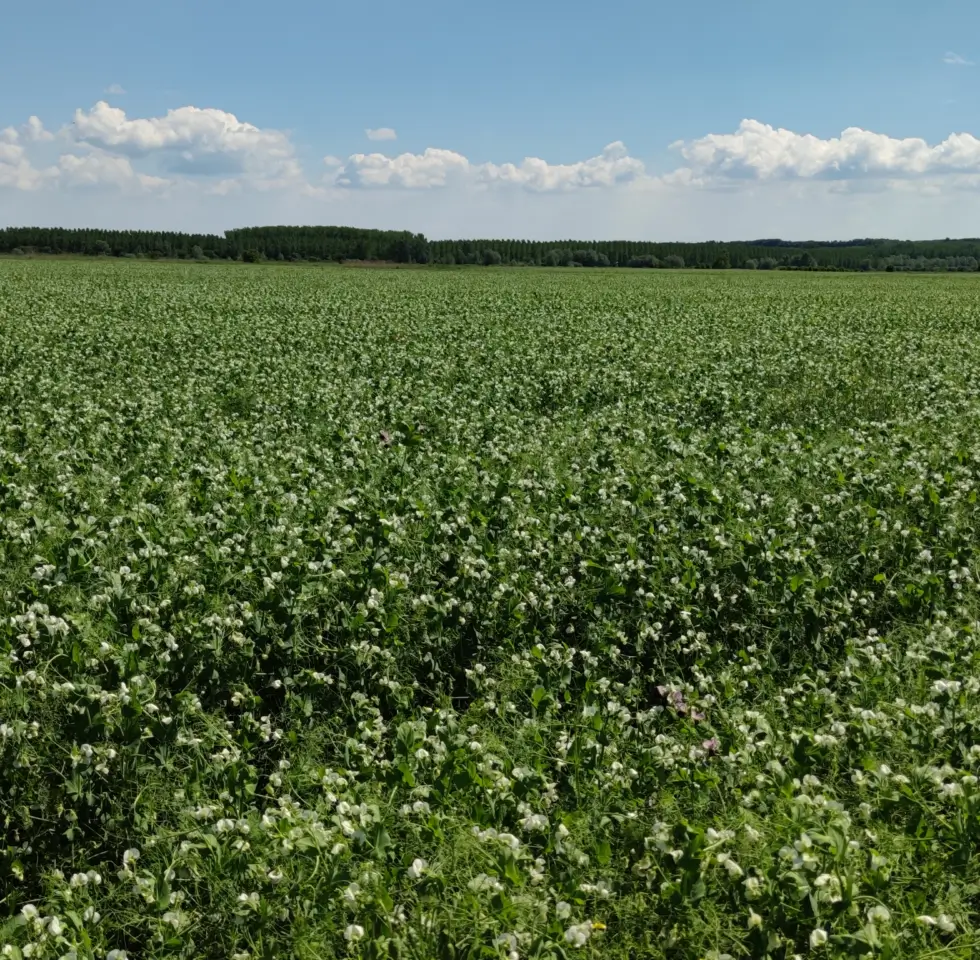 LoginEKO’s Experience with Optimal Seeding Rates for Cover Crops