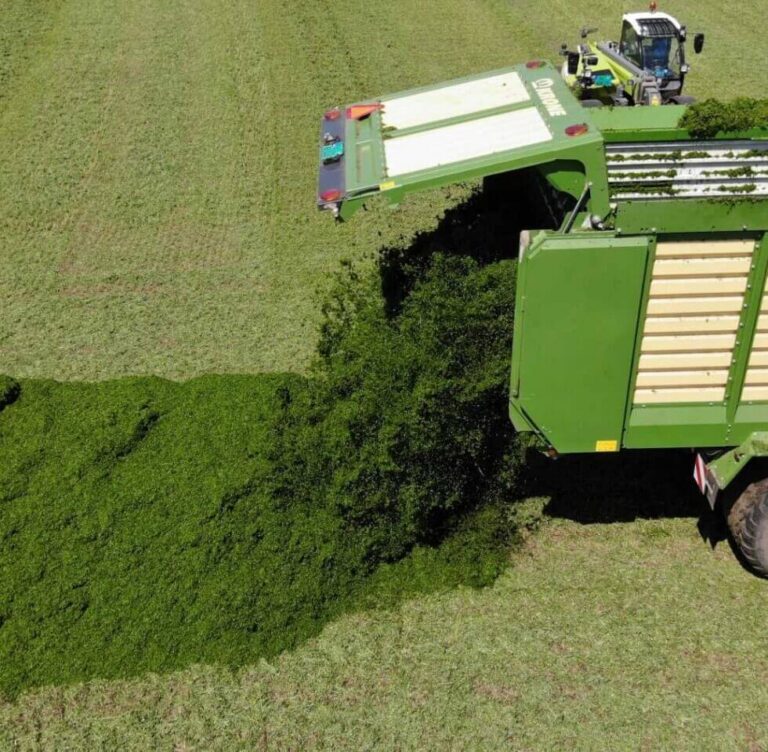 Utilizing an improvised trench silo: collection and fermentation of alfalfa