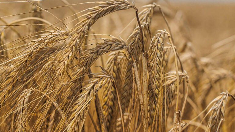 Harmonizing Sustainability and Profitability: The Significance of Malting Barley in Crop Rotation