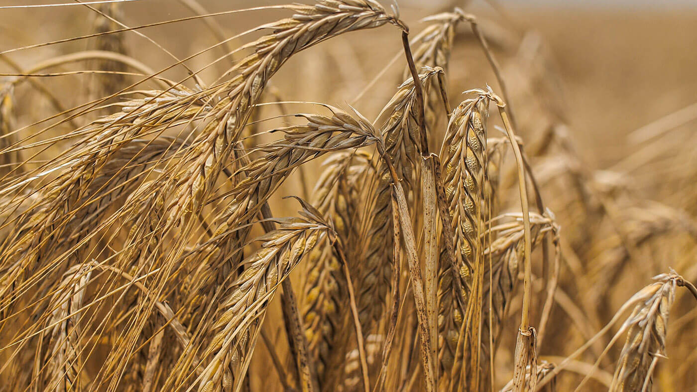 Harmonizing Sustainability and Profitability: The Significance of Malting Barley in Crop Rotation