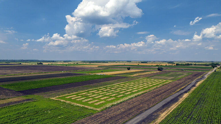 Transforming Agriculture: Sustainable Intercropping Wheat Trial Yields High-Quality Food