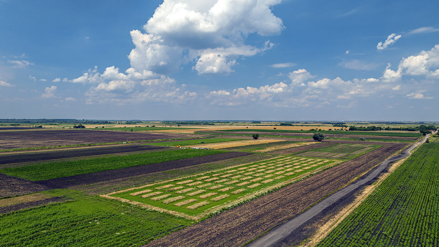 Transforming Agriculture: Sustainable Intercropping Wheat Trial Yields High-Quality Food