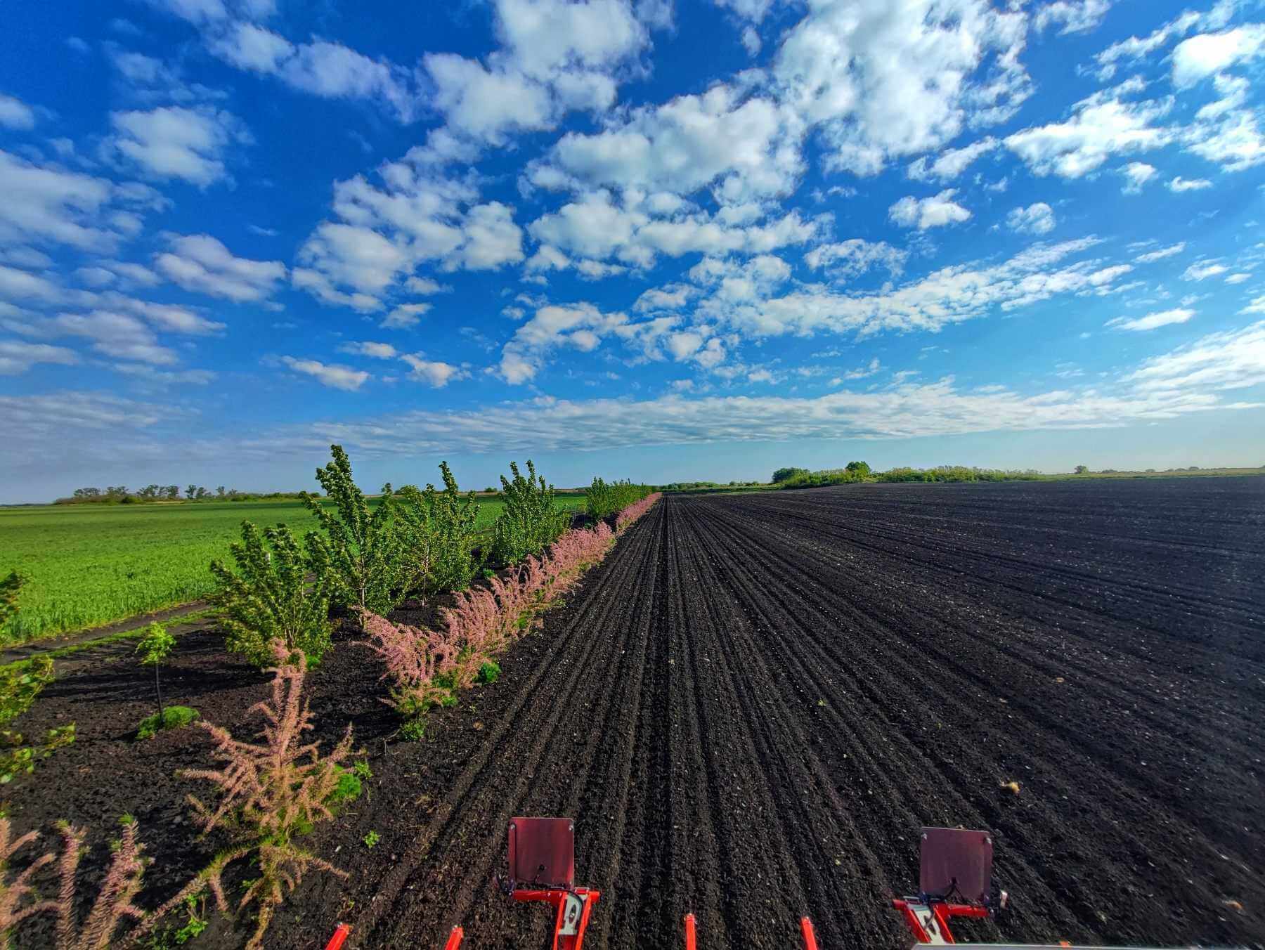 Harnessing Buffer Zones for Enhanced Organic Production and Biodiversity
