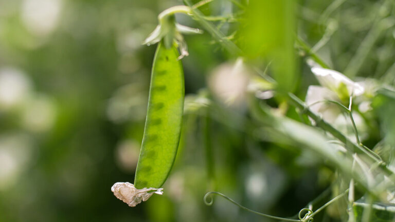 Unleashing the Potential of Peas as Green Manure