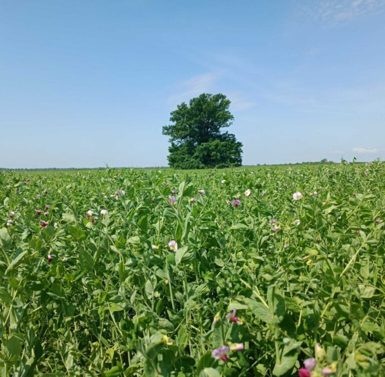 The Green Nitrometer: Data-driven Approach to Nitrogen Management