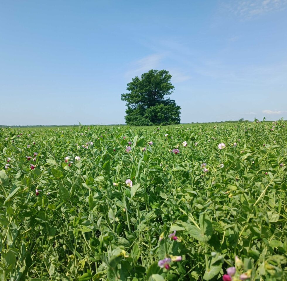 The Green Nitrometer: Data-driven Approach to Nitrogen Management