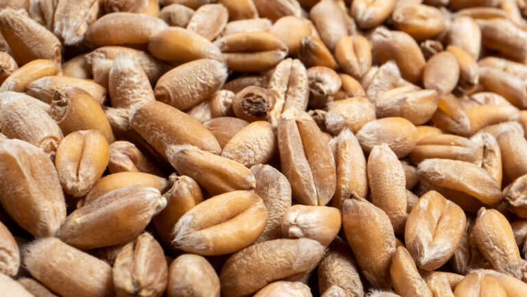 Unveiling Grain Production: A Transparent Journey with Cutting-Edge Farming Software