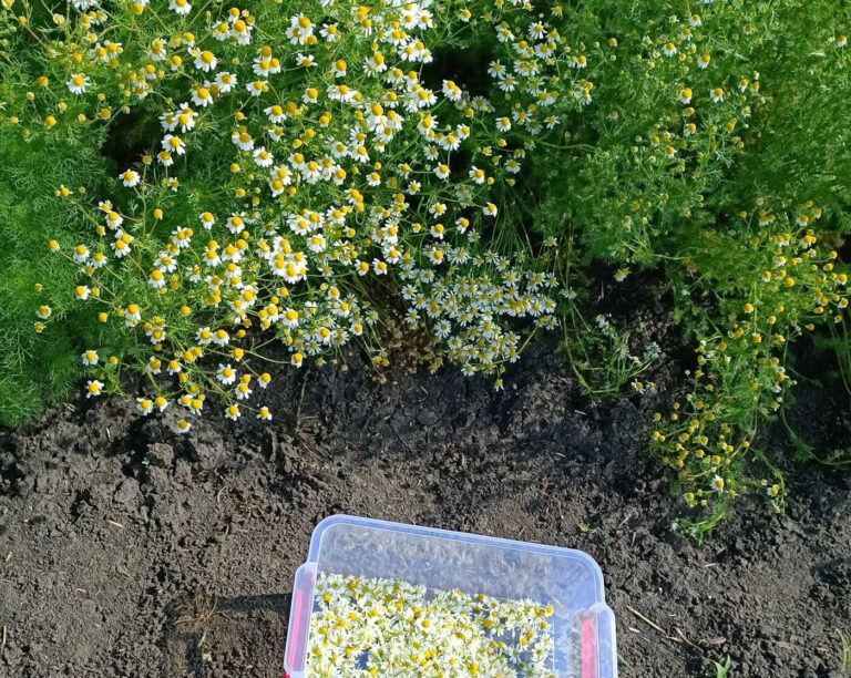 Exploring Biodynamic Product Innovations