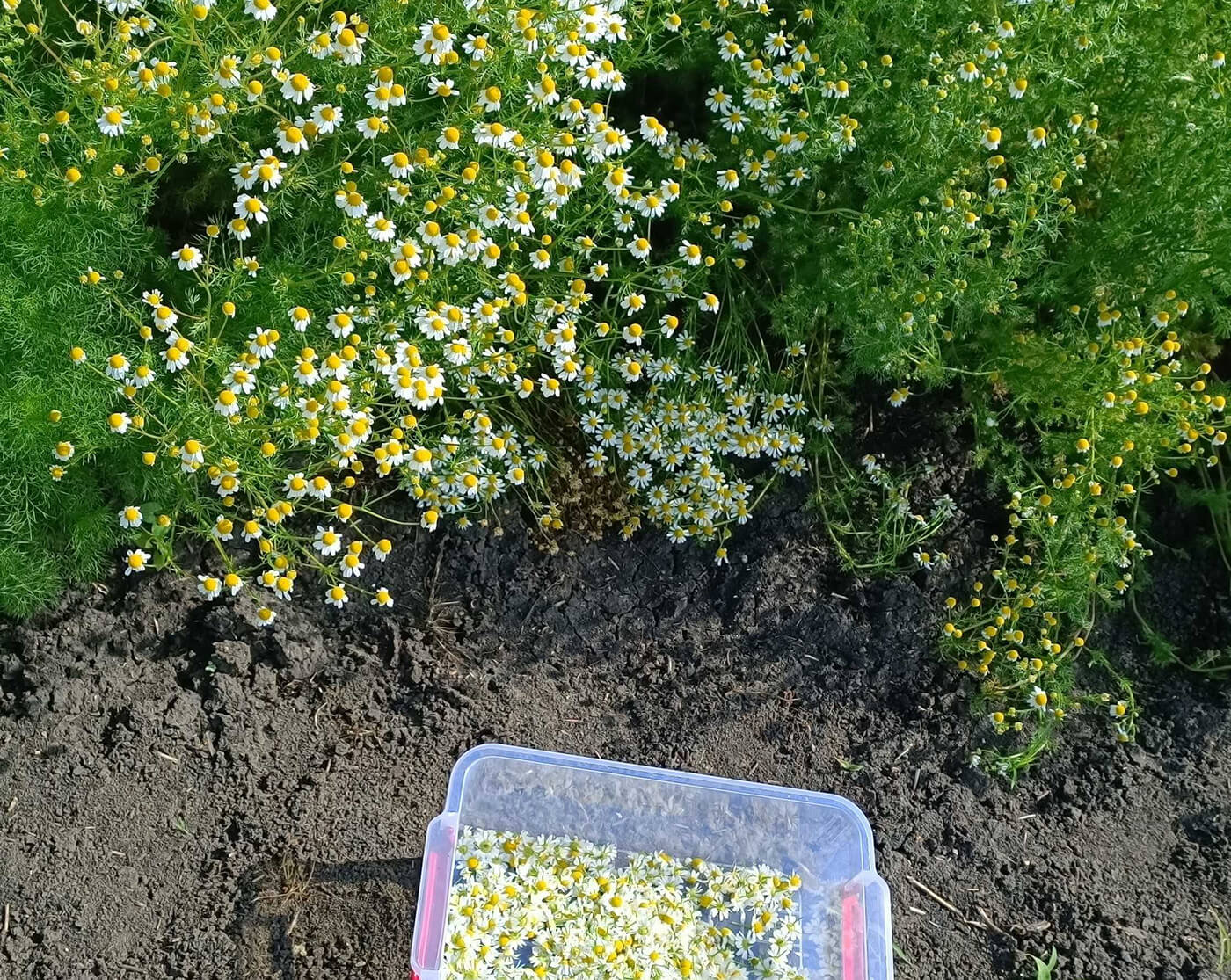 Exploring Biodynamic Product Innovations