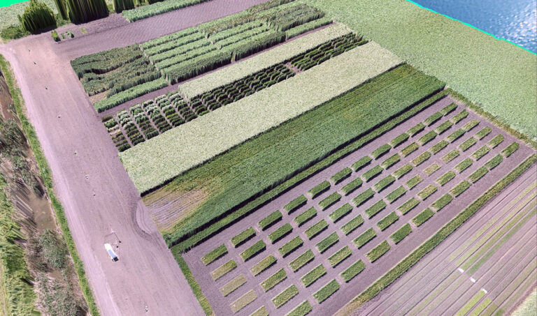 Future of Precision Agriculture: Analyzing Crop Growth with Drone 3D Models