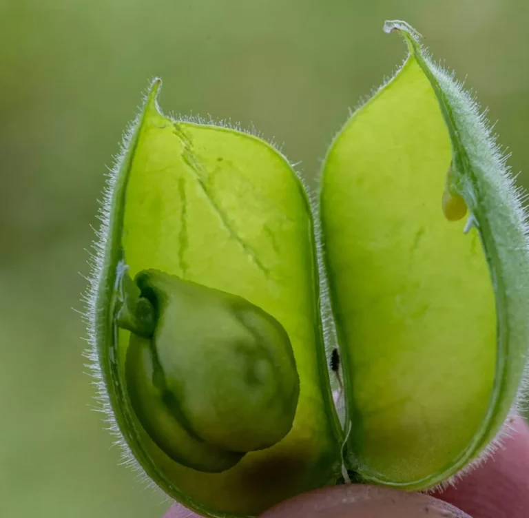 Cultivating Organic Chickpeas