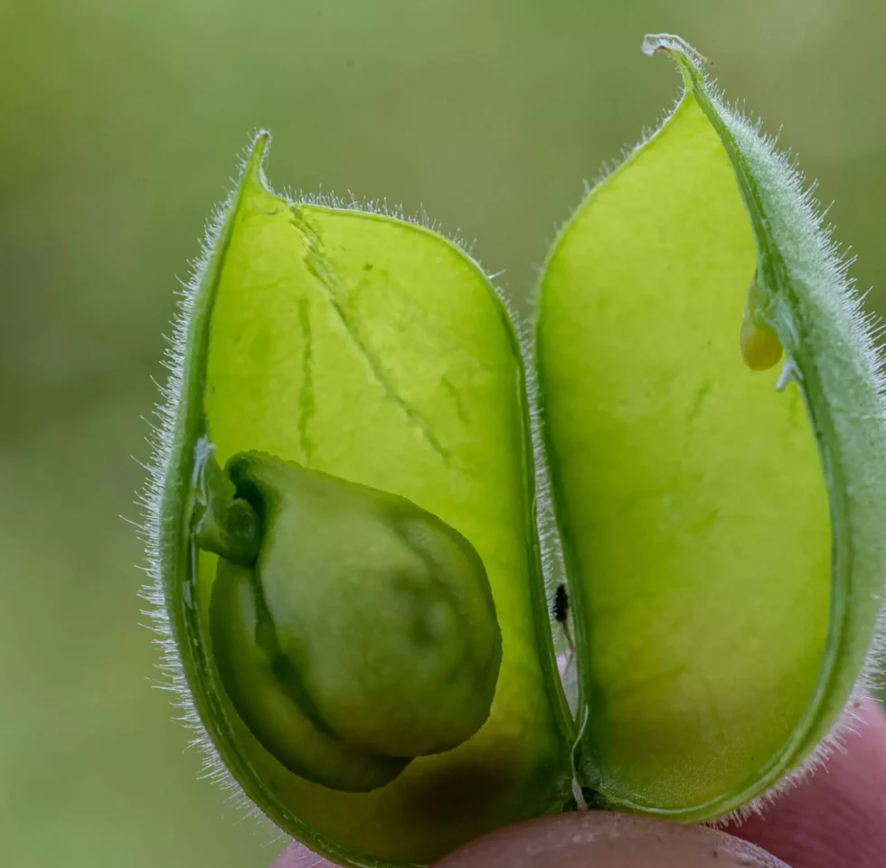 Cultivating Organic Chickpeas