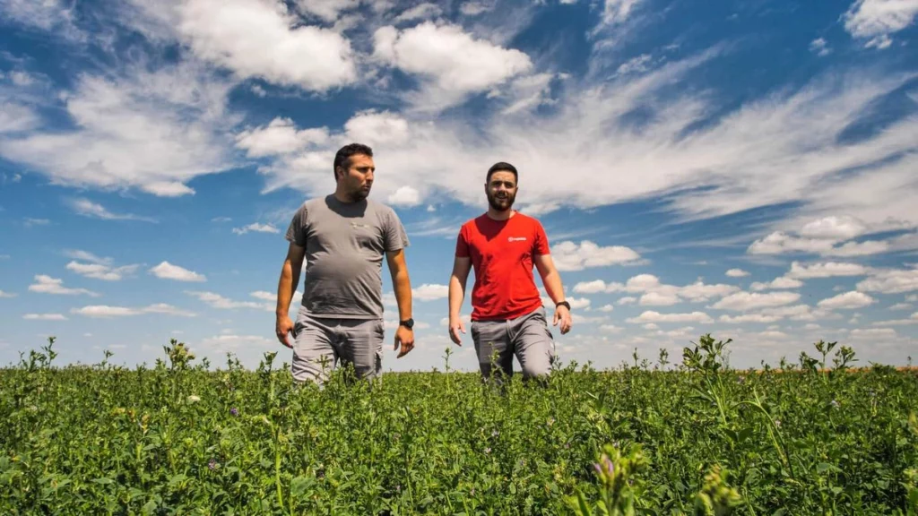 Two farmers walking through the field of green peas on a warm sunny day.