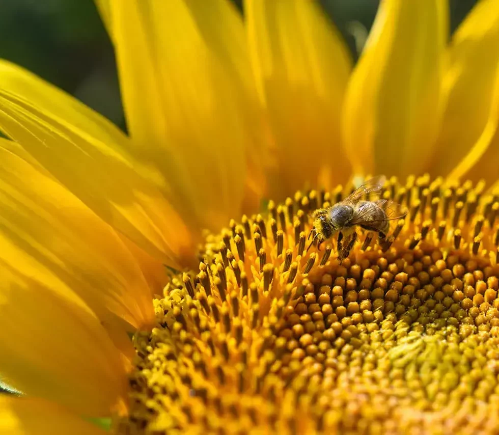 Close-up sunflower shot in blossoming time with the bee in the center.