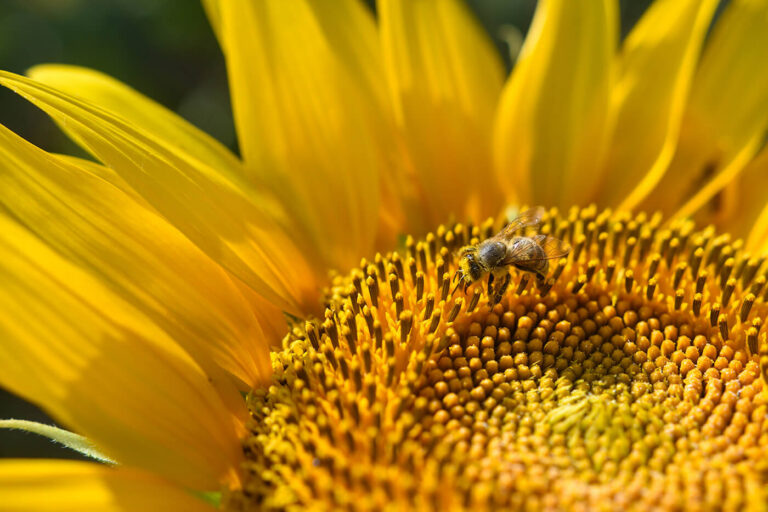 Our Yield: Naturland Standard – New Horizons in Organic Farming
