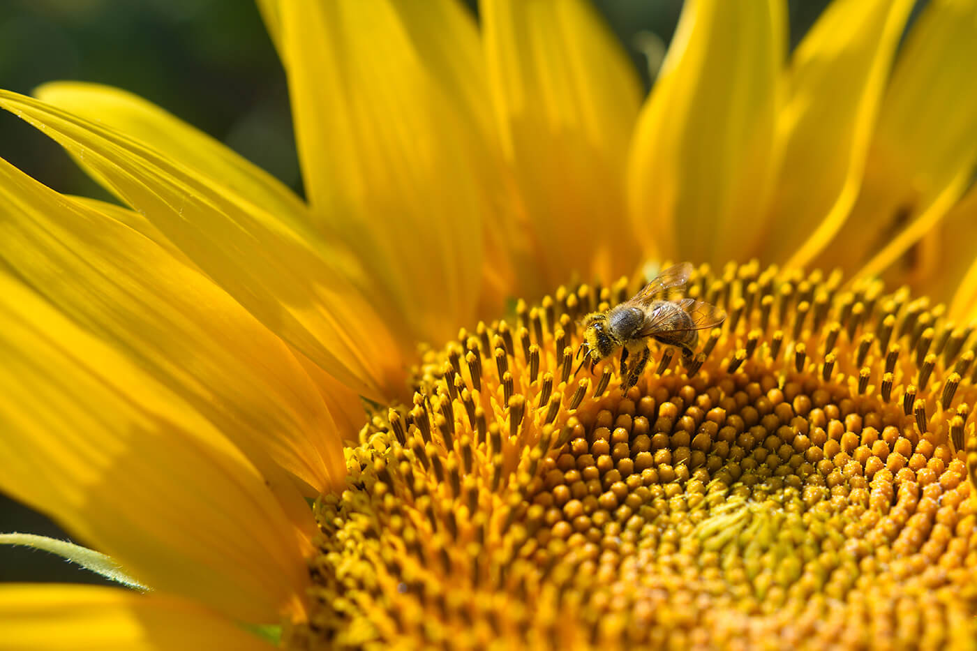 Our Yield: Naturland Standard – New Horizons in Organic Farming