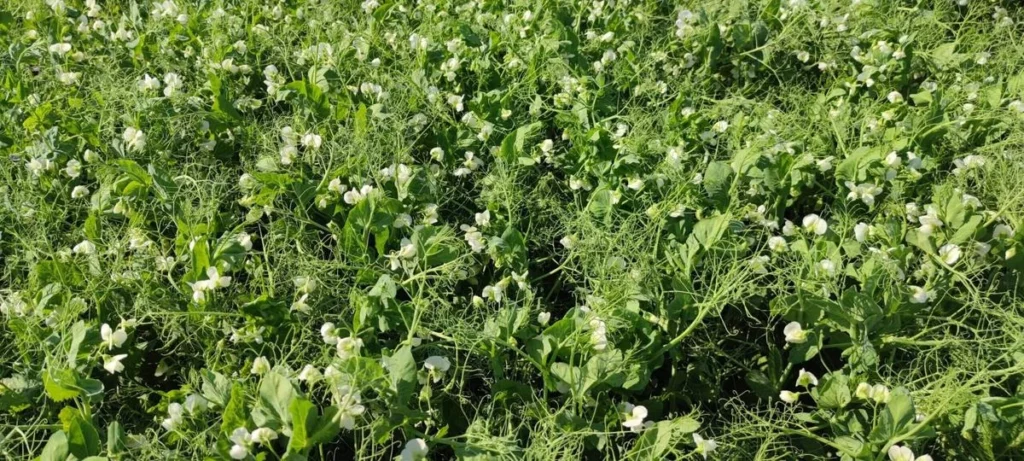 Green peas field in blossoming time.