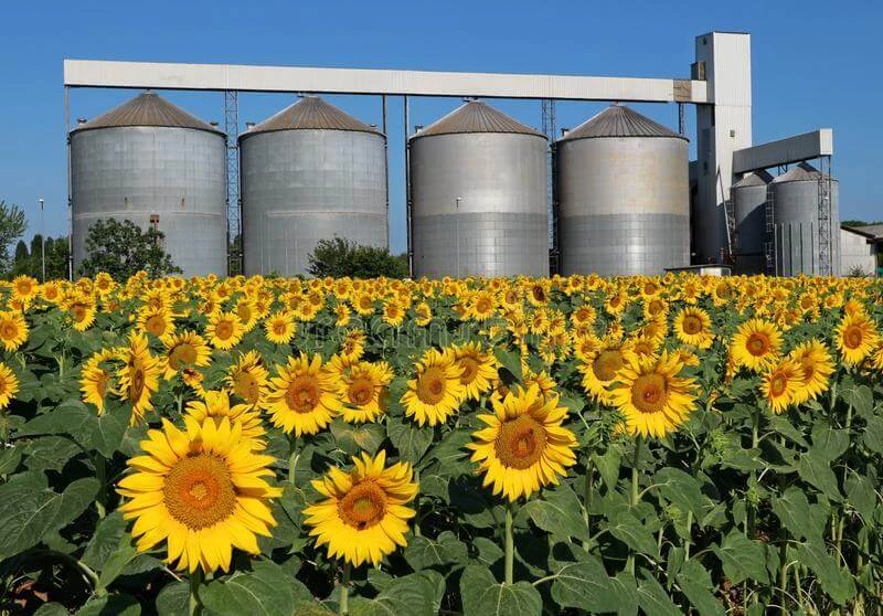 Multiple siloses in the back and blossoming sunflowers in the front of the photo.