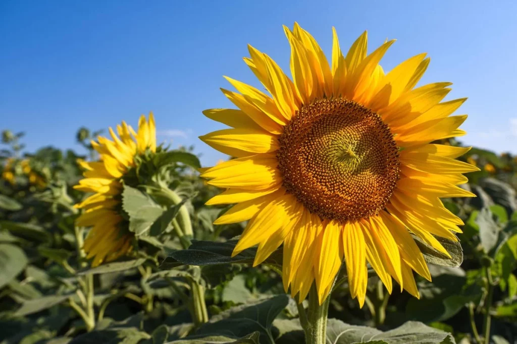 Standing at sunflower field in blossoming time, facing one big, yellow sunflower.