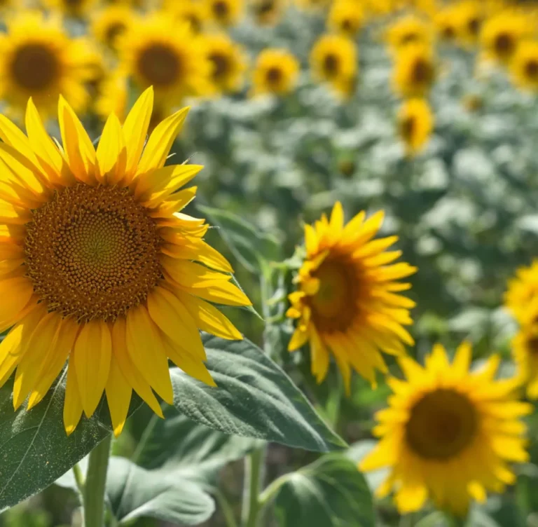 Achieving Comparable Yields: Organic Sunflower Farming vs. Conventional Methods