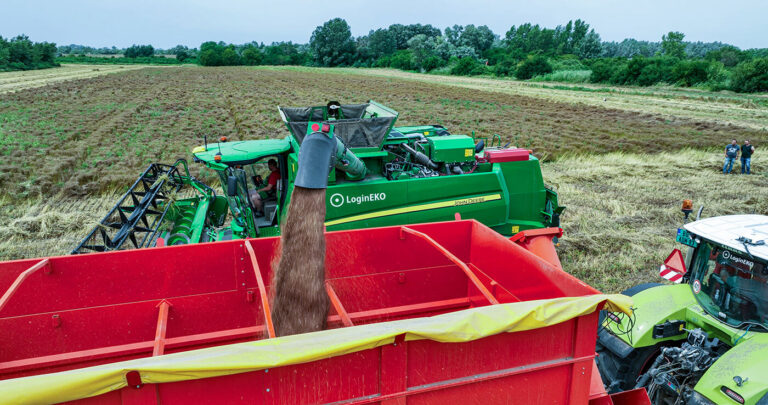 Harvesting Flax: A Winter Crop Boosting Health and Nutrition