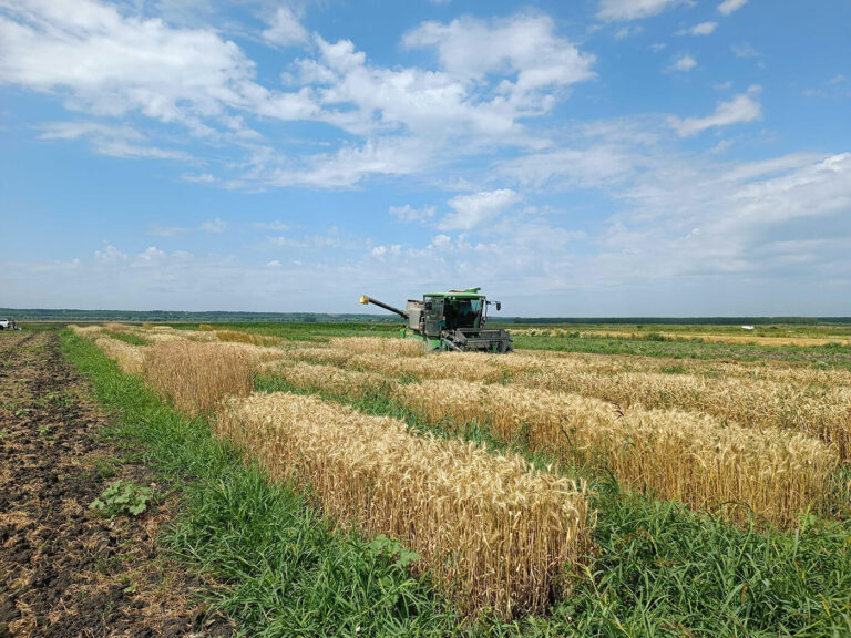How Screening Trials Helped Us Find the Best Wheat Varieties