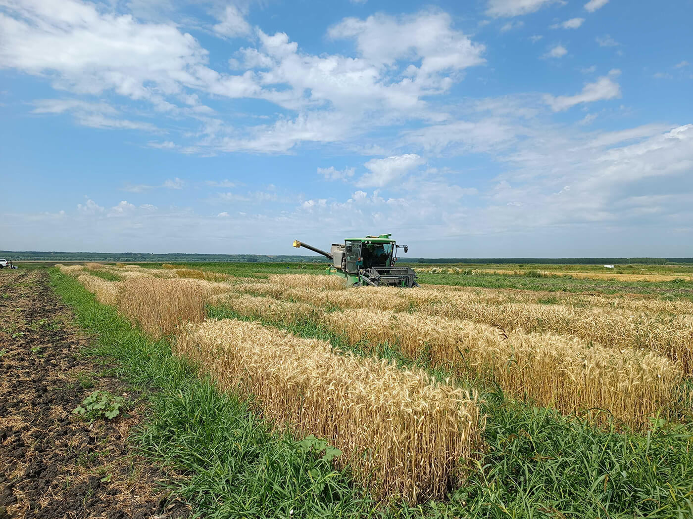 How Screening Trials Helped Us Find the Best Wheat Varieties