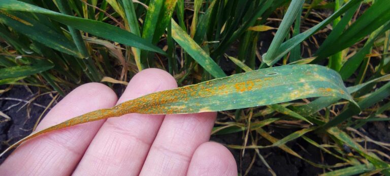 Varietal Screening Can Help Fight Yellow Stripe Rust Disease