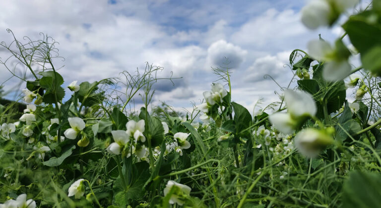 Green Manure, Legumes, & Crop Rotations: Sustainable Insights