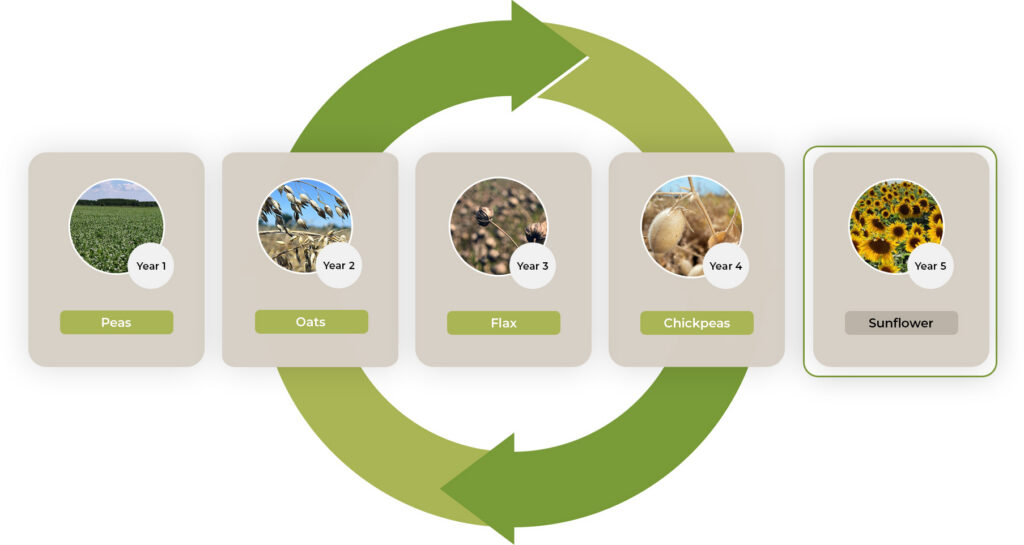 What is Crop Rotation and Why Do We Need It?