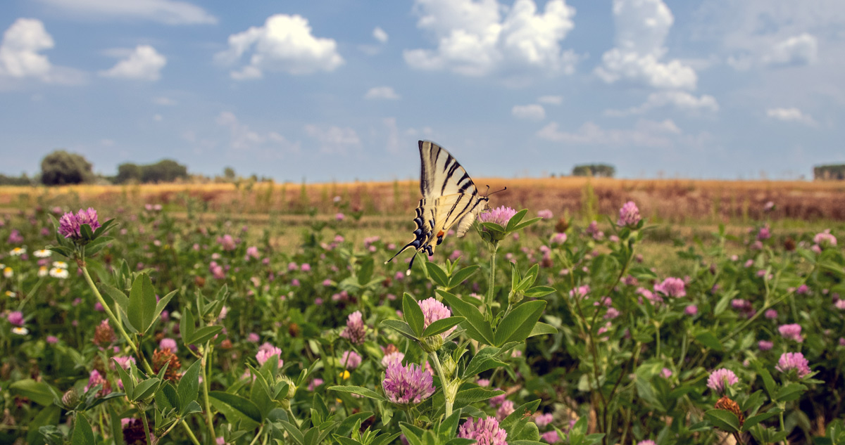 Intercropping and biodiversity LoginEKO