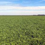 Green manure at LoginEKO farm