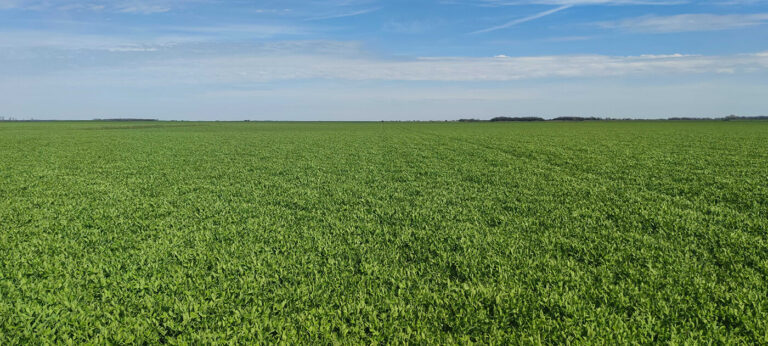 Frontiers Journal publishes LoginEKO research on green manure