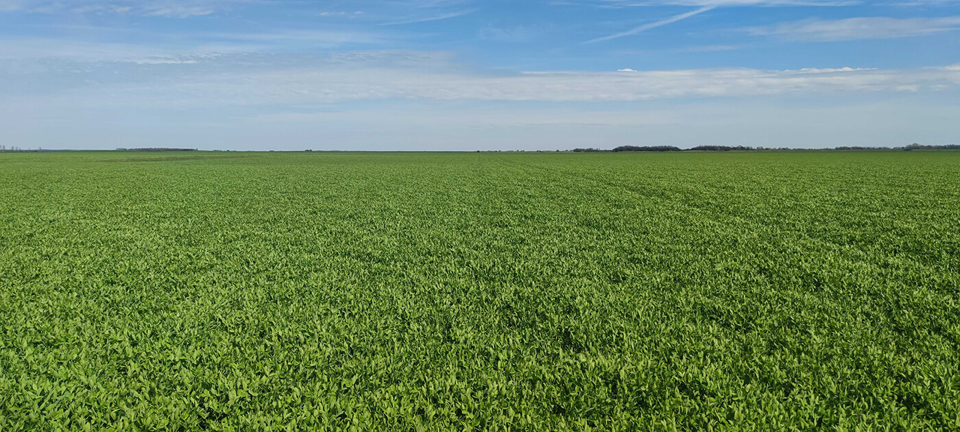 Frontiers Journal publishes LoginEKO research on green manure