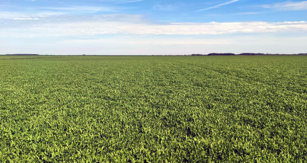 Green manure at LoginEKO farm