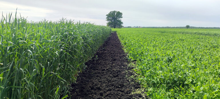 Assessing green manure impact on wheat productivity through Bayesian analysis of yield monitor data