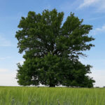 Oak tree LoginEKO
