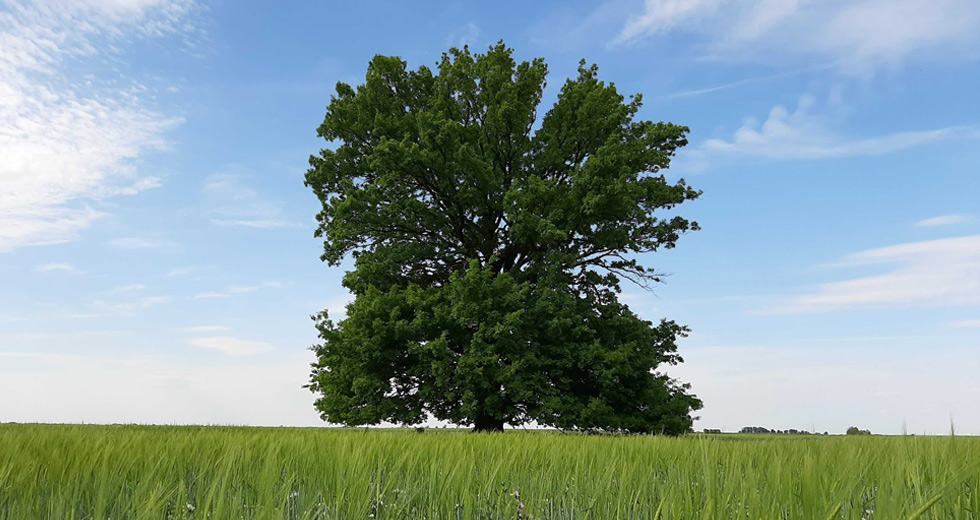 Oak tree LoginEKO