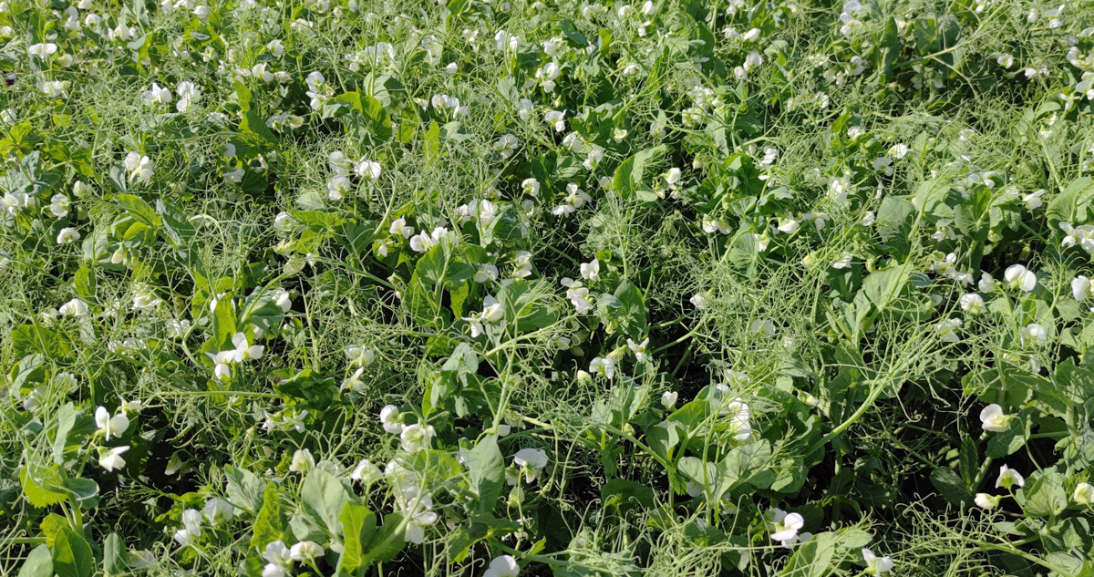 Peas Blossoming at LoginEKO farm