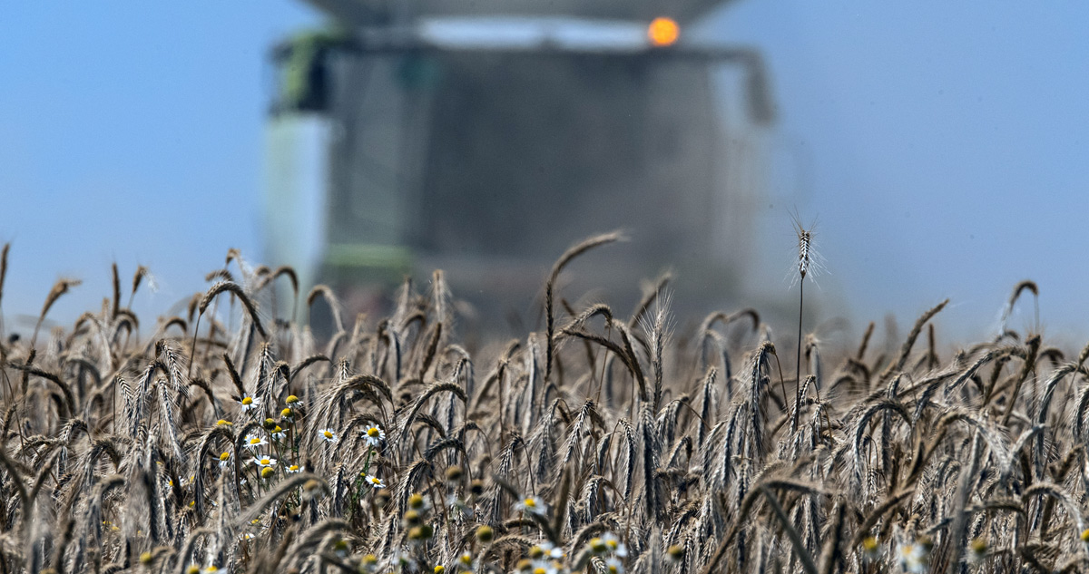 Rye Harvest LoginEKO