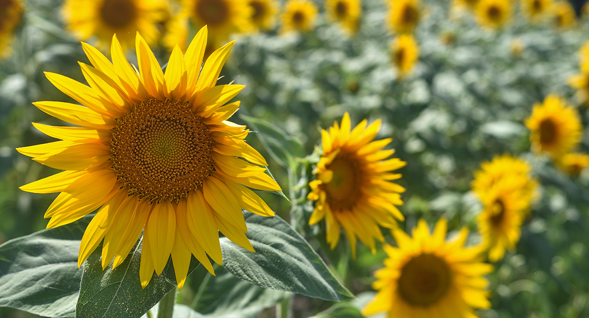 Sunflower macro LoginEKO