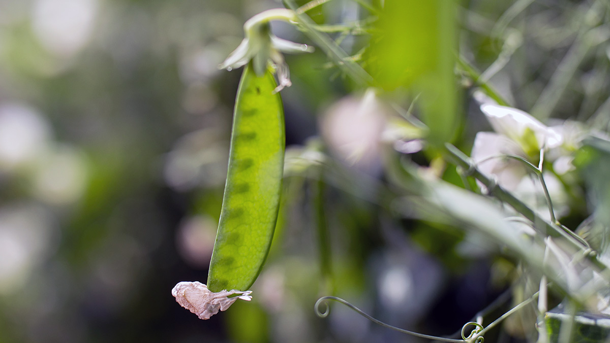 LoginEKO winter peas